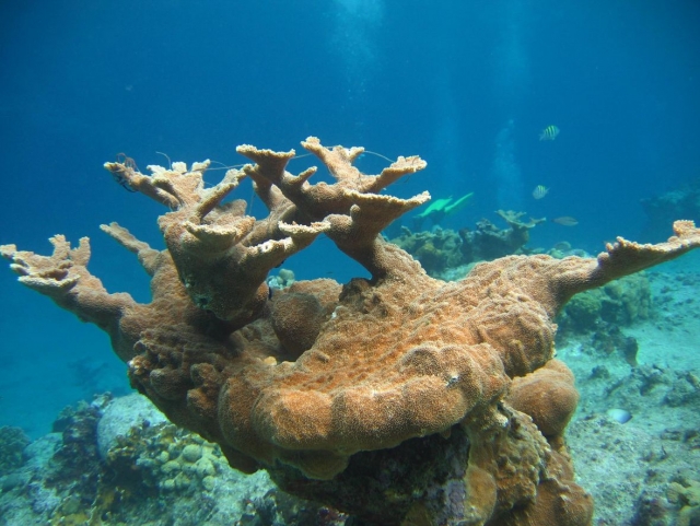 Coral en el fondo marino